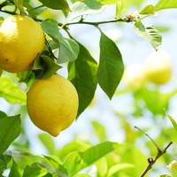 LIMONE