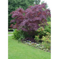 Acer japonicum 