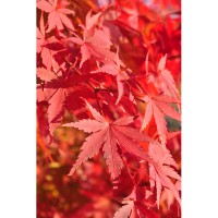 Acer palmatum 