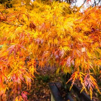 Acer palmatum Orange Dream