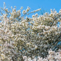 Amelanchier 