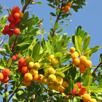 Arbutus unedo 