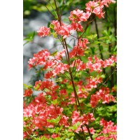 Azalea japonica 