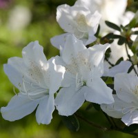 Azalea japonica Palestrina