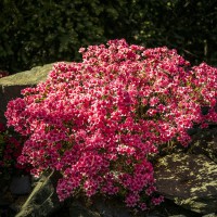 Azalea japonica Rex