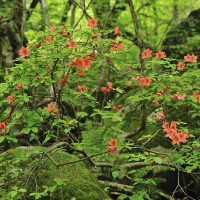Azalea japonica Vuyk’s Rosyred