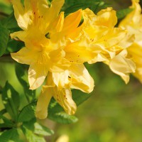 Azalea mollis Lingot d’Or