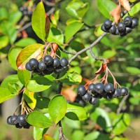 Aronia melanocarpa 