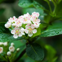 Aronia melanocarpa 