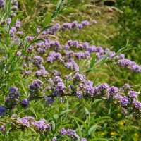 Buddleja alternifolia 