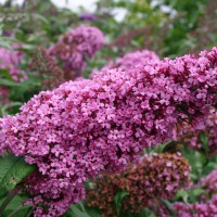 Buddleja davidii Pink Delight