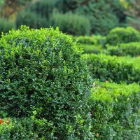 Buxus sempervirens Suffruticosa