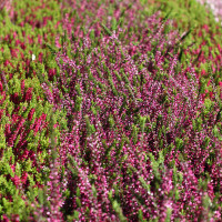 Calluna vulgaris 