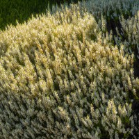 Calluna vulgaris 