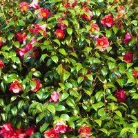 Camellia rossa