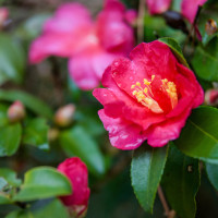 Camellia japonica A. Audusson