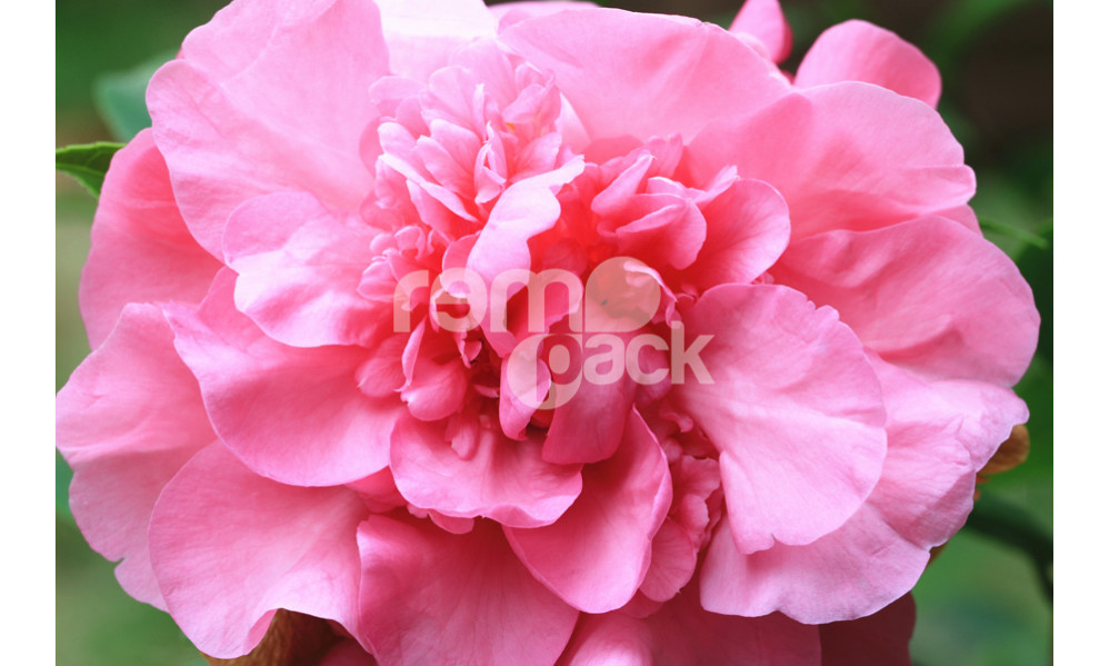 Camellia japonica Chandleri Elegans