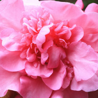 Camellia japonica Chandleri Elegans