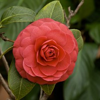 Camellia japonica M. Colleoni