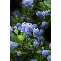 Ceanothus thyrsiflorus repens 