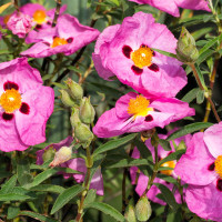 Cistus x purpureus 