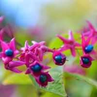 Clerodendrum trichotomum 