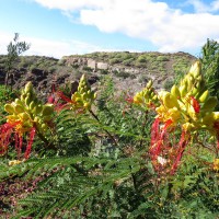 Caesalpinia gilliesii 