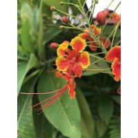 Caesalpinia gilliesii 