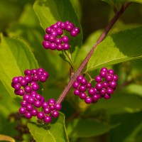 Callicarpa bodinieri giraldi 