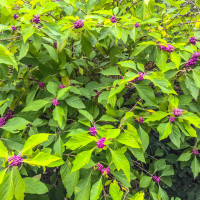 Callicarpa bodinieri giraldi 