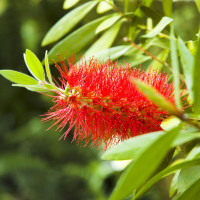 Callistemon citrinus Splendens