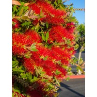 Callistemon citrinus Splendens