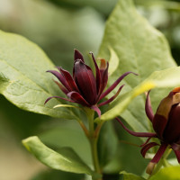 Calycanthus floridus 