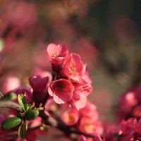 Chaenomeles speciosa Friesdorfer