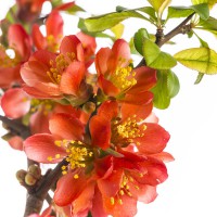 Chaenomeles speciosa Friesdorfer