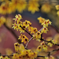 Chimonanthus praecox 