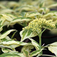 Cornus alba Elegantissima