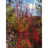 Cornus alba Sibirica