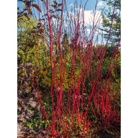 Cornus alba Sibirica