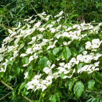 Cornus kousa Nicole