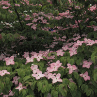 Cornus kousa Satomi