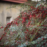 Cotoneaster horizontalis 