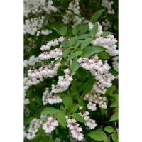 Deutzia scabra Pride of Rochester