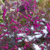 Erica x darleyensis Kramer's Rote