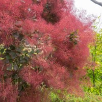 Cotinus coggygria 