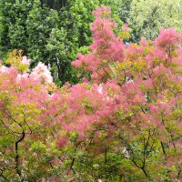 Cotinus coggygria 