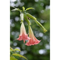 Datura Grand Marnier