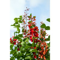 Erythrina crista galli 