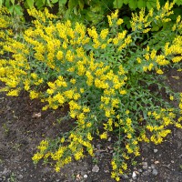 Genista 