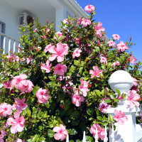 Hibiscus rosa sinensis 